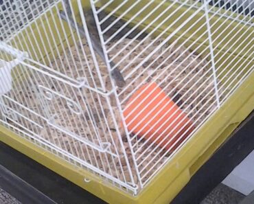 How to take care of wild bird