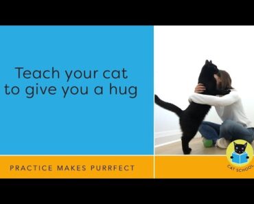 Teach Your Cat To Hug With Clicker Training