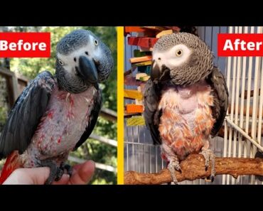 How I Got My Parrot to Stop Plucking Her Feathers