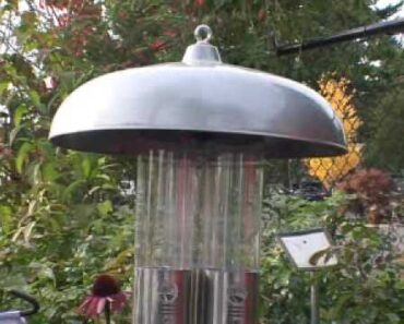 Fall Bird Care