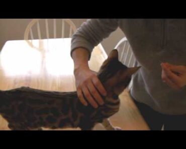 Cat Training – Shaping a Handling Behavior