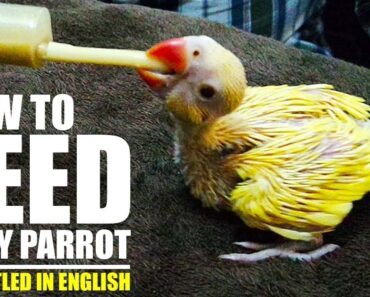 How to Feed a Baby Parrot