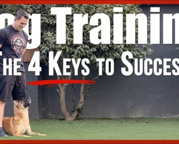 Dog Training
