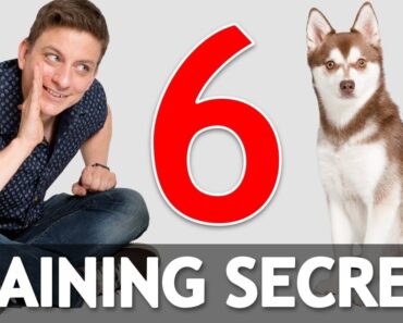 6 Dog Training Secrets in 5 Minutes!