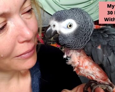 How to Care for a Dying Parrot