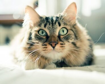 How to Train a Cat to Come When Called |