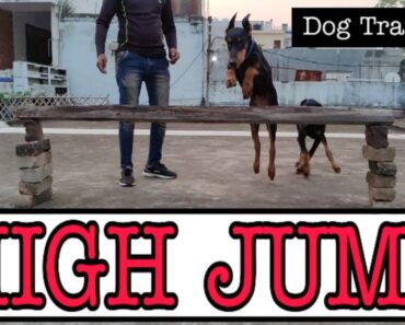Doberman Dog Training Series- Episode 4 || Train Your Dog