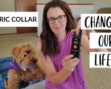Electric Collar Training for Dogs