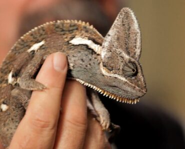 6 Care Tips for Chameleons