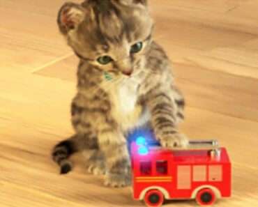 Little Kitten My Favorite Cat