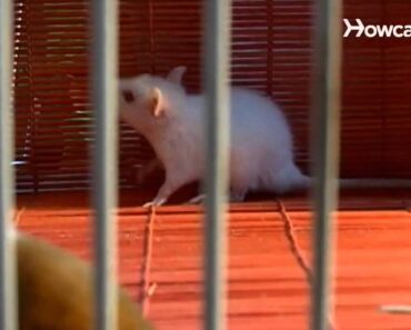 How to Care for a Pet Rat