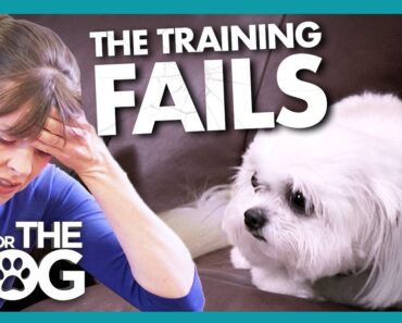 Training Fails as Dog’s Trust ‘Cannot be Salvaged’