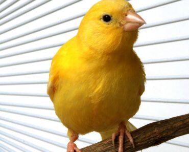How to Take Care of a Canary & Finch |