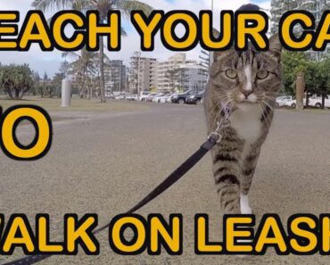 HOW TO TEACH A CAT TO WALK ON LEASH –