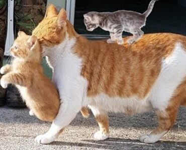 Mother Cats taking care and Protecting their cute Kittens safety