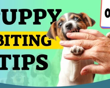 Puppy Biting Tips For New Puppy Owners