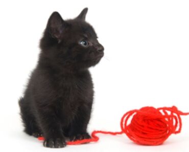 How to train a kitten to play gently