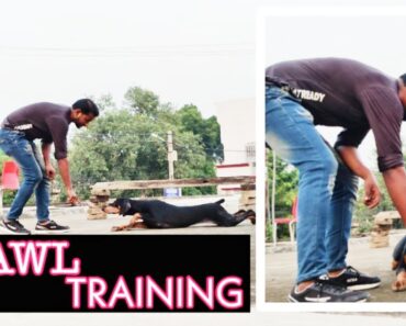Doberman Dog Training Series- Episode 3 || Train Your Dog