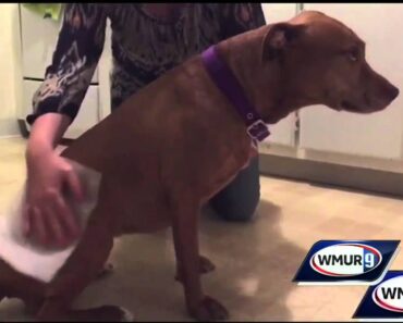 Life hacks: Tips, tricks for pet owners