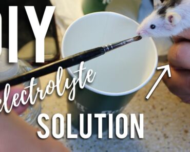 DIY Small Pet Electrolytes
