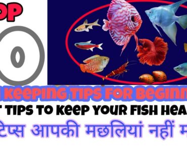 10 Beginners Fish Keeping Tips of Aquarium Hindi with English