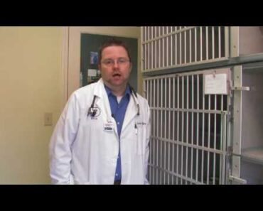 Cat & Kitten Care : Home Remedies for Diarrhea in