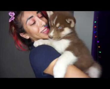 KAI HAVING HER PUPPIES! TIPS FOR DOG OWNERS