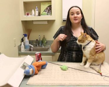 How to Get a Cat to Stop Biting