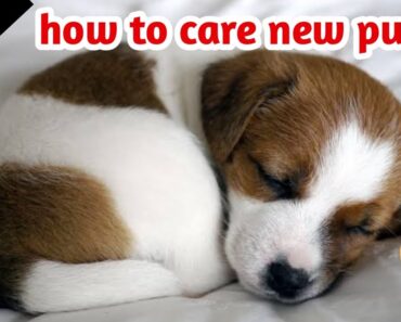 How to take care of a new puppy ( caring