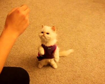 Cat training: Marie learns basic commands