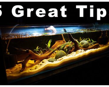 5 Great Tips for Cleaning Your Nano Aquarium!