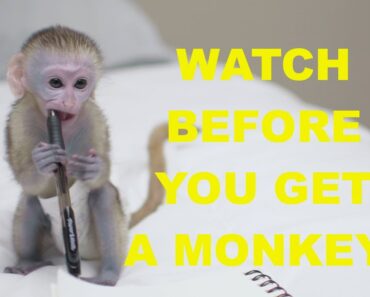 How To get a pet monkey