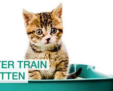How to Litter Train a Kitten: Litter Training a Cat