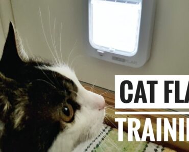 Cat Flap Training