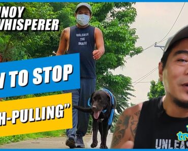 Stop your dog from pulling on leash (Dog training secrets