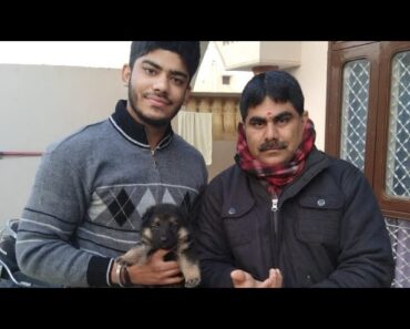 Tips for first time dog owners