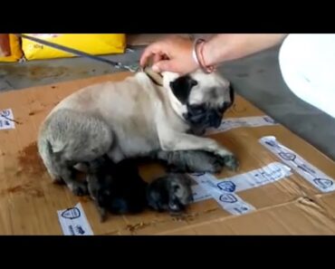 Pet Care