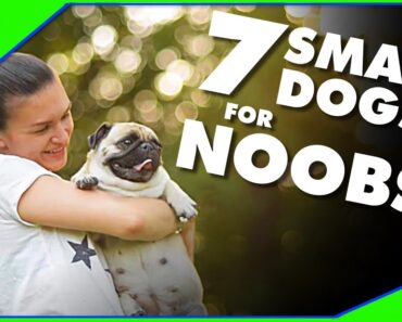 Small Dog Breeds for First-Time Owners Newbies