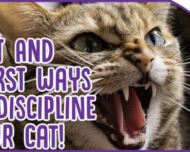 How to Discipline Your Cat