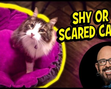THE Key to Helping Your Shy or Scared Cat