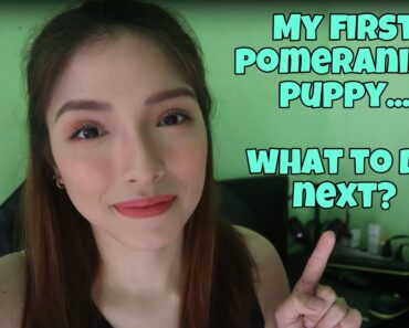 Tips For FIRST TIME POMERANIAN Puppy Owners