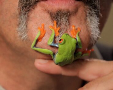 5 Care Tips for Red-Eyed Tree Frogs