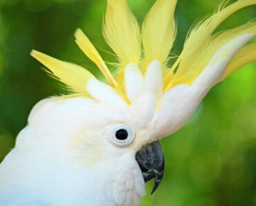 How to Take Care of a Cockatoo