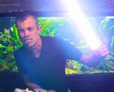 TOP 5 Lighting Tips For Your Aquarium