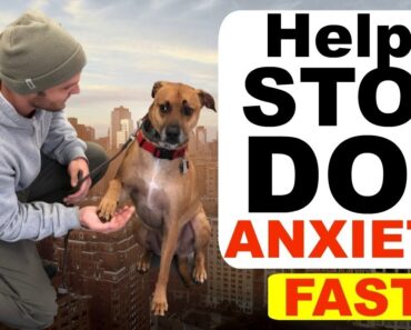 How to stop Dog Anxiety Fast -Dog anxiety training|Fearful dog