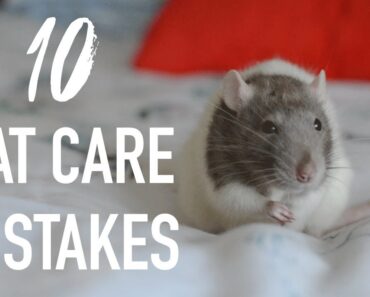 10 Common Mistakes Rat Owners Make