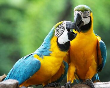 How to Take Care of a Macaw