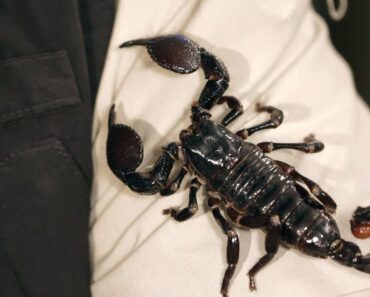 9 Emperor Scorpion Facts & Care Tips