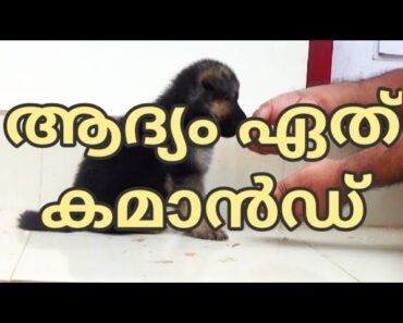 Pre-training Preperations : commands to begin with : GSD puppy