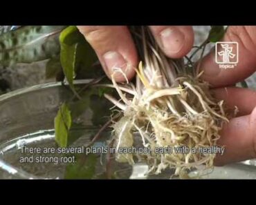 Tips and tricks for handling plants in the aquarium, Tropica